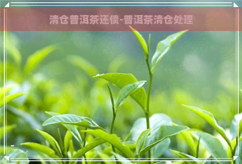 清仓普洱茶还债-普洱茶清仓处理