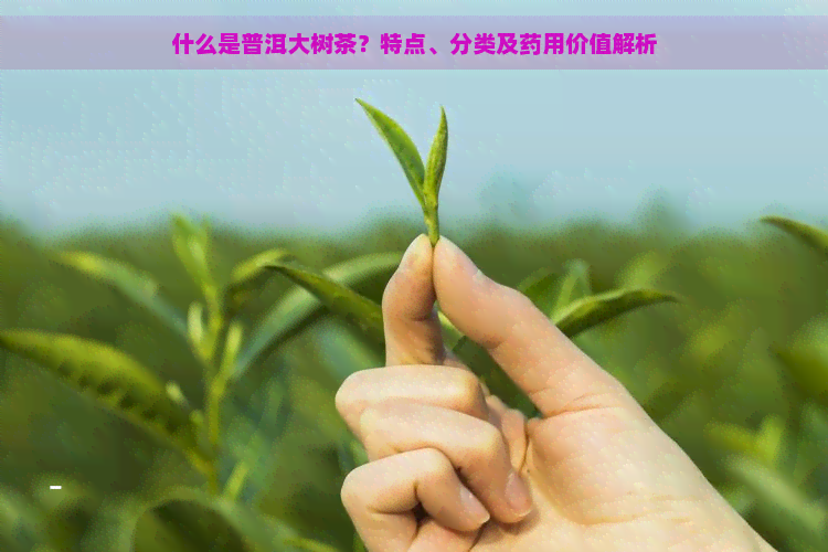 什么是普洱大树茶？特点、分类及药用价值解析