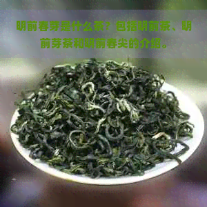 明前春芽是什么茶？包括明前茶、明前芽茶和明前春尖的介绍。