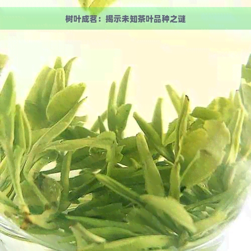 树叶成茗：揭示未知茶叶品种之谜