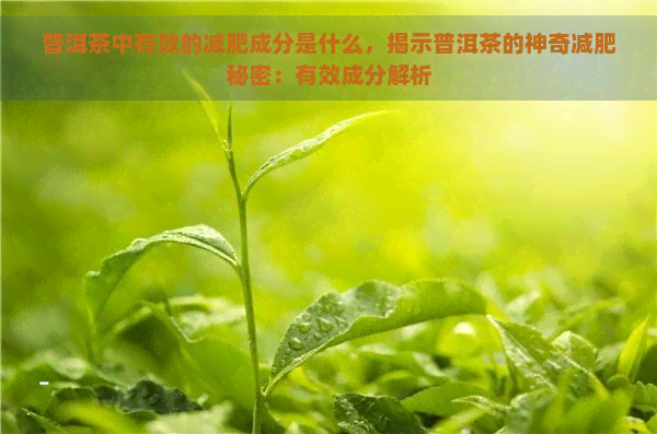 普洱茶中有效的减肥成分是什么，揭示普洱茶的神奇减肥秘密：有效成分解析