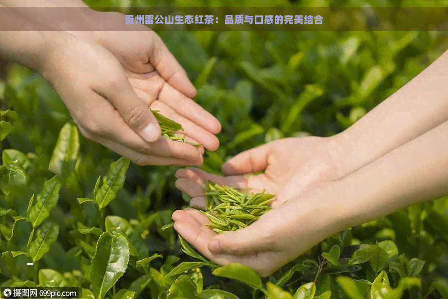 贵州雷公山生态红茶：品质与口感的完美结合