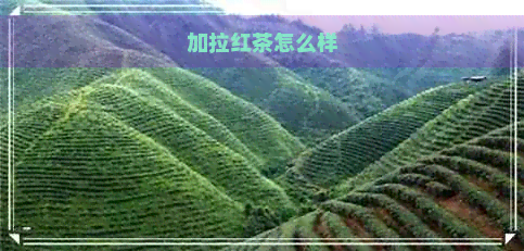 加拉红茶怎么样