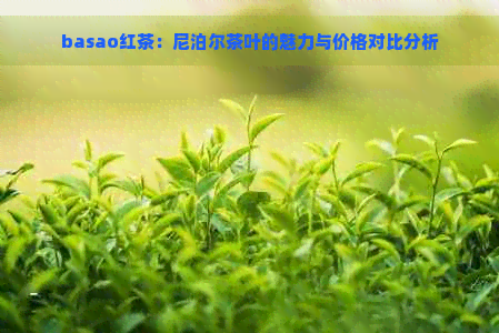 basao红茶：尼泊尔茶叶的魅力与价格对比分析