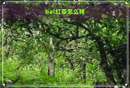 bal红茶怎么样