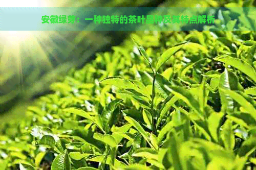 安徽绿芽：一种独特的茶叶品种及其特点解析