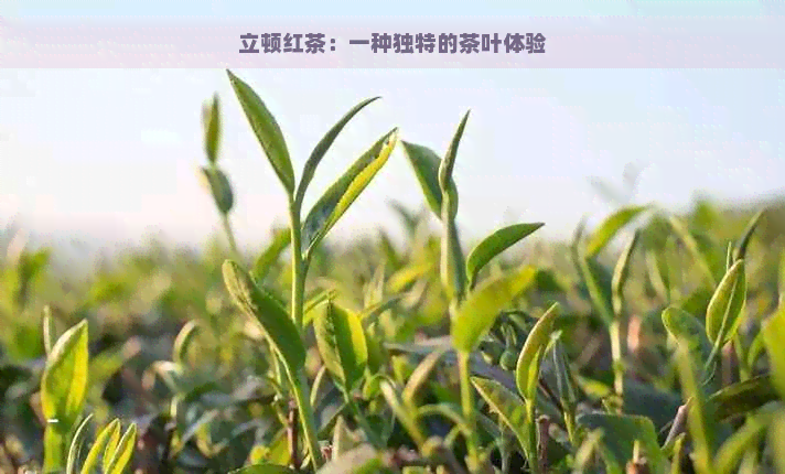 立顿红茶：一种独特的茶叶体验