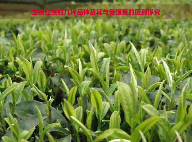 立顿红茶的几种品种及其与普洱茶的区别探究