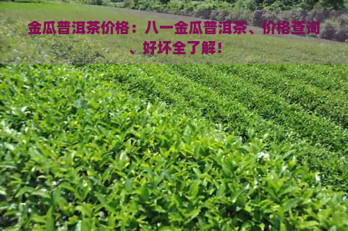 金瓜普洱茶价格：八一金瓜普洱茶、价格查询、好坏全了解！