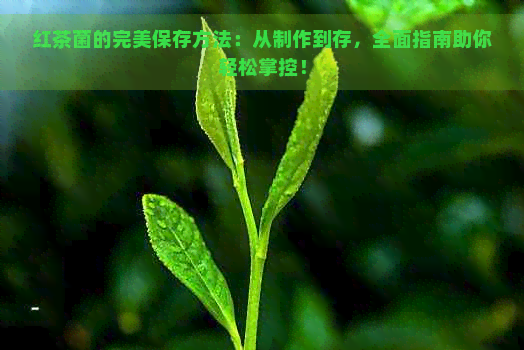 红茶菌的完美保存方法：从制作到存，全面指南助你轻松掌控！