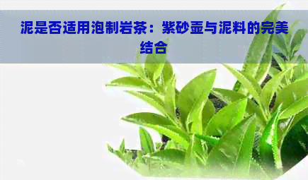 泥是否适用泡制岩茶：紫砂壶与泥料的完美结合