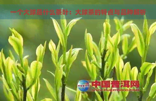 一个大球是什么茶叶：大球茶的特点与品种解析