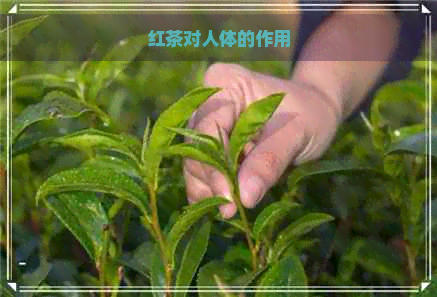 红茶对人体的作用