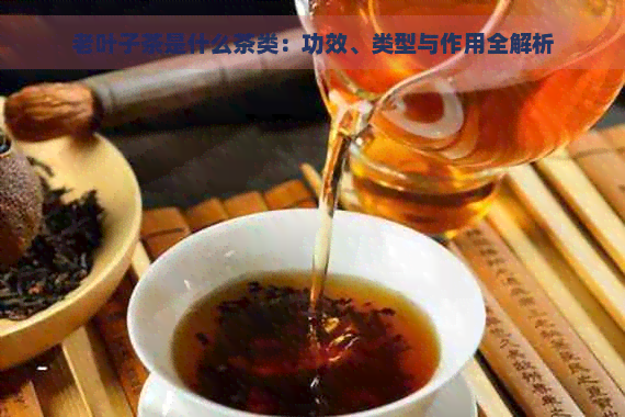 老叶子茶是什么茶类：功效、类型与作用全解析