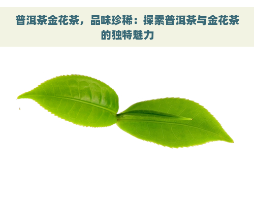 普洱茶金花茶，品味珍稀：探索普洱茶与金花茶的独特魅力