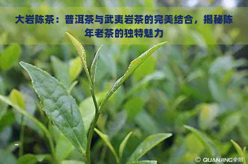 大岩陈茶：普洱茶与武夷岩茶的完美结合，揭秘陈年老茶的独特魅力