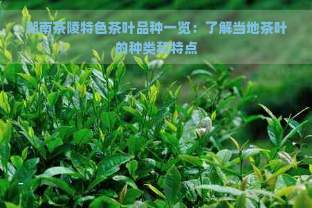 湖南茶陵特色茶叶品种一览：了解当地茶叶的种类和特点