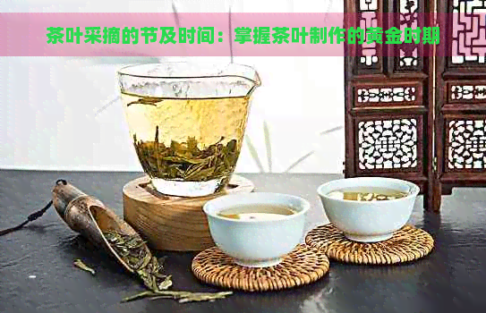 茶叶采摘的节及时间：掌握茶叶制作的黄金时期