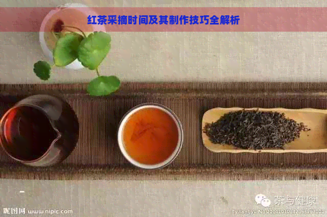 红茶采摘时间及其制作技巧全解析