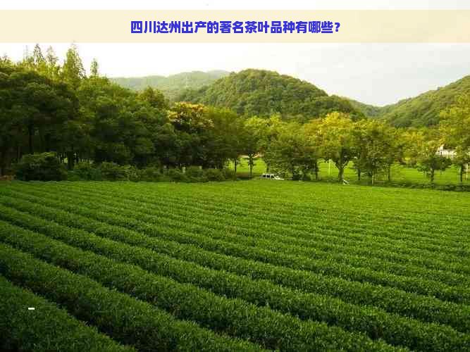 四川达州出产的著名茶叶品种有哪些？