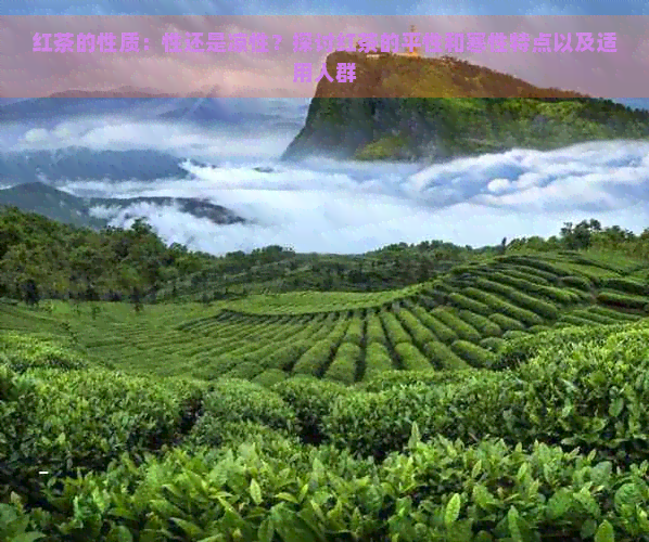 红茶的性质：性还是凉性？探讨红茶的平性和寒性特点以及适用人群