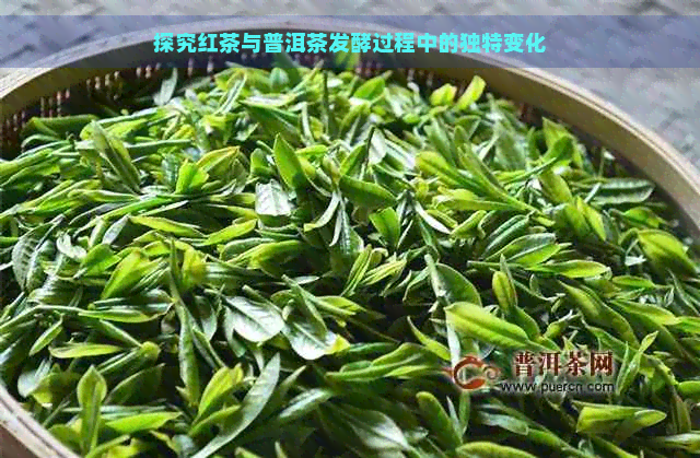 探究红茶与普洱茶发酵过程中的独特变化