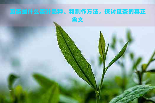 觅茶是什么茶叶品种、和制作方法，探讨觅茶的真正含义