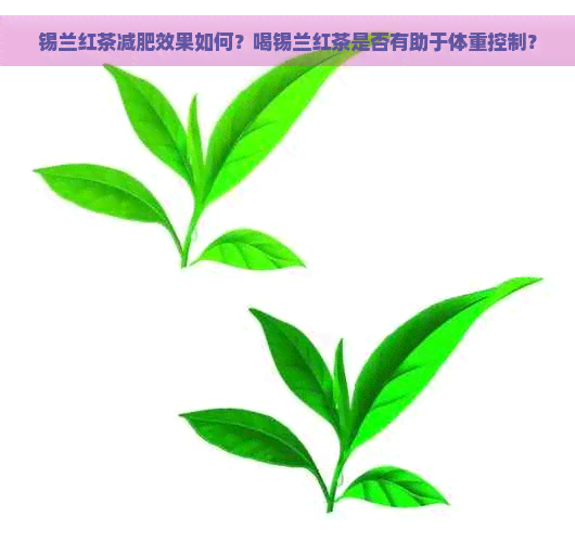 锡兰红茶减肥效果如何？喝锡兰红茶是否有助于体重控制？