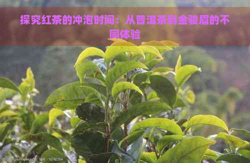 探究红茶的冲泡时间：从普洱茶到金骏眉的不同体验