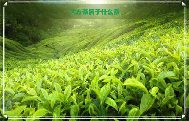 大方茶属于什么茶