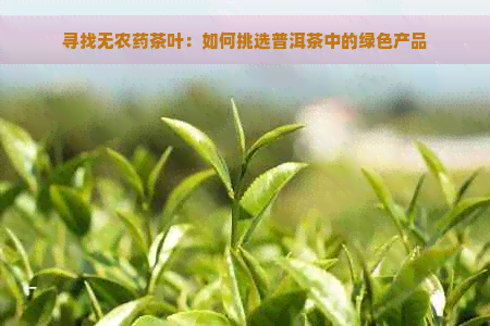 寻找无农药茶叶：如何挑选普洱茶中的绿色产品