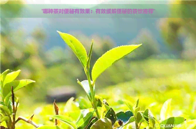 '哪种茶对便秘有效果：有效缓解便秘的茶饮推荐'