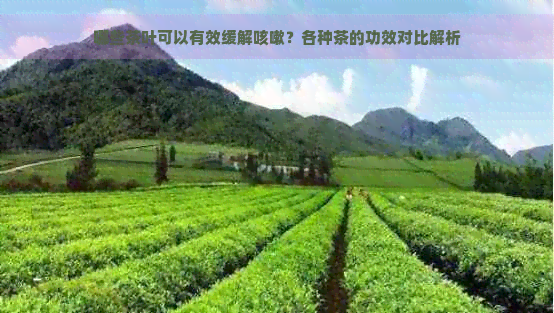 哪些茶叶可以有效缓解咳嗽？各种茶的功效对比解析