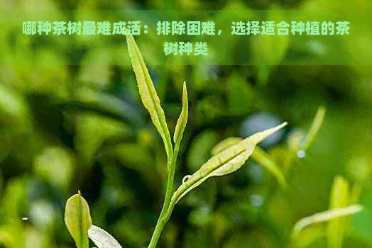 哪种茶树最难成活：排除困难，选择适合种植的茶树种类