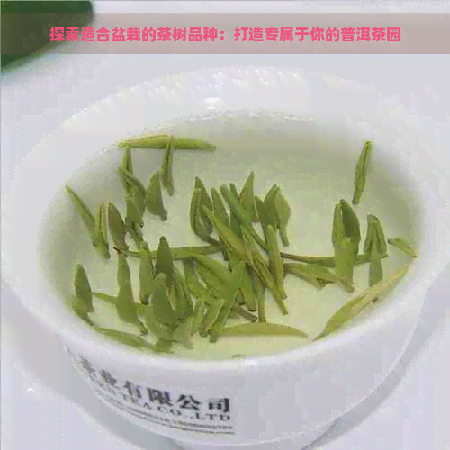 探索适合盆栽的茶树品种：打造专属于你的普洱茶园