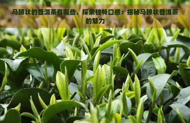 马蹄状的普洱茶有哪些，探索独特口感：揭秘马蹄状普洱茶的魅力