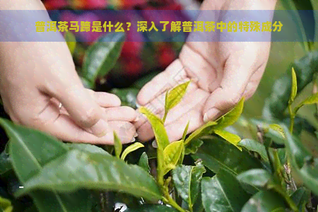 普洱茶马蹄是什么？深入了解普洱茶中的特殊成分