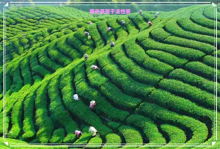 哪些茶属于凉性茶