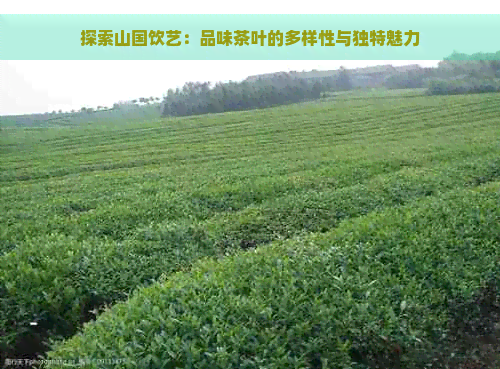 探索山国饮艺：品味茶叶的多样性与独特魅力