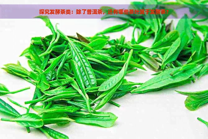 探究发酵茶类：除了普洱茶，还有哪些茶叶属于发酵茶？