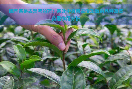 哪些茶是去湿气的药：茶叶中具有去湿功效的品种及其药理作用分析