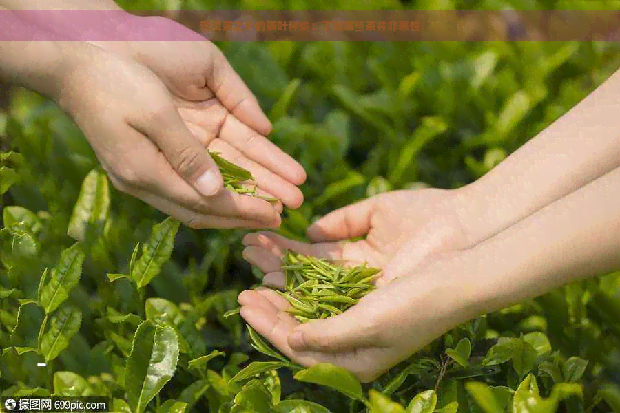 普洱茶之外的茶叶种类：了解哪些茶并非寒性