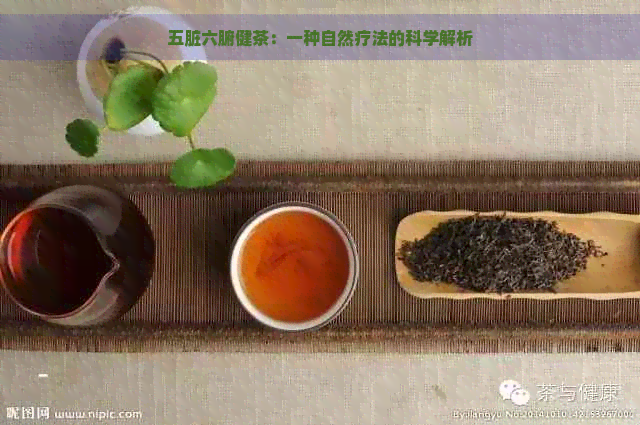 五脏六腑健茶：一种自然疗法的科学解析