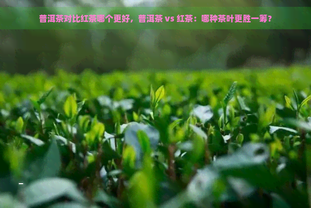 普洱茶对比红茶哪个更好，普洱茶 vs 红茶：哪种茶叶更胜一筹？