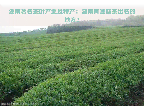 湖南著名茶叶产地及特产：湖南有哪些茶出名的地方？