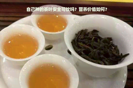 自己种的茶叶安全可饮吗？营养价值如何？