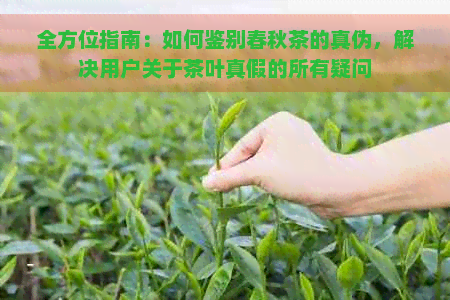 全方位指南：如何鉴别春秋茶的真伪，解决用户关于茶叶真假的所有疑问