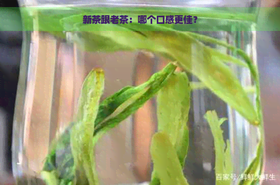 新茶跟老茶：哪个口感更佳？