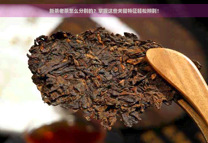 新茶老茶怎么分别的？掌握这些关键特征轻松辨别！