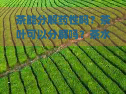 茶能分解药性吗？茶叶可以分解吗？茶水能分解药效吗？